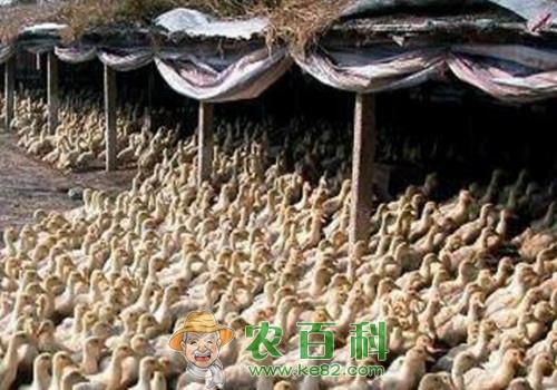 肉鸭大概多少钱一斤？养殖肉鸭赚钱吗？养3000只成本与利润如何？