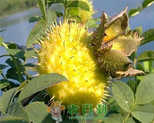 野刺梨什么时候成熟?刺梨树根的功效与作用有哪些?