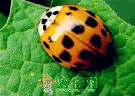 捕食性昆虫“七星瓢虫”是益虫还是害虫?喜欢吃什么食物?