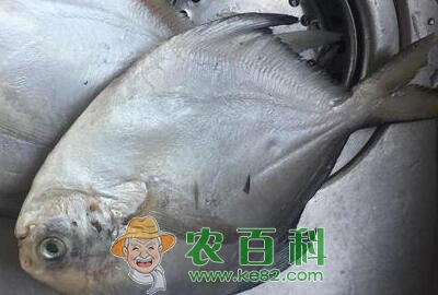 鲳鱼多少钱一斤?是海鱼还是淡水鱼?怎么做好吃?