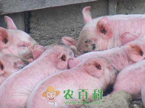 2019年养猪秘诀:掌握高效养猪五大法则才能赚钱!