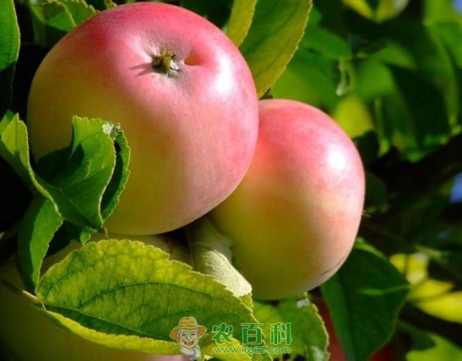 果树常用杀菌剂的分类及其作用