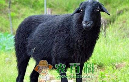 一男子放弃名校回乡创业养乌骨羊 年销售5000万元