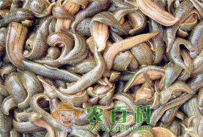 蚂蝗多少钱一斤?蚂蟥养殖成本及利润分析