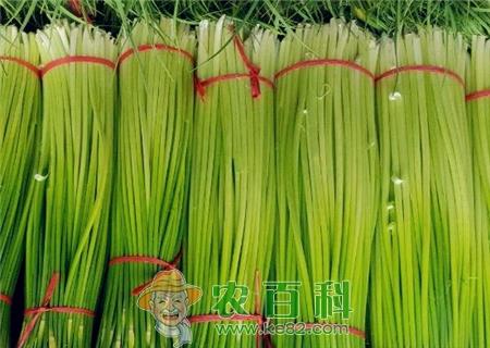 蒜苔(蒜苗)是怎么长出来的?主要产地在哪里?
