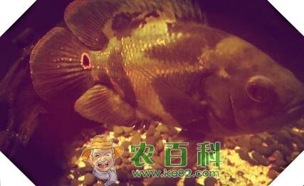 热带地图鱼能长多大?身上有了白斑该怎么治?