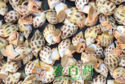 花螺多少钱一斤？死了的能吃吗？