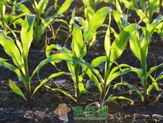 受冻害的水稻、玉米、大豆,最全补救措施!