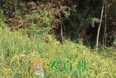 油茶林下怎么套种山稻?
