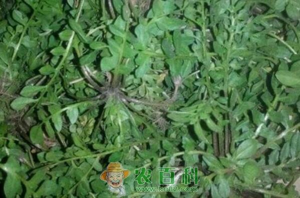 田间野菜荠菜和茼蒿有什么区别？怎么吃？是发物吗？