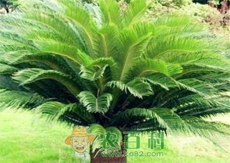 巴兰萨苏铁是什么植物？主要产地在哪？怎么种植？叶子不分叉怎么办？