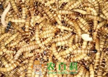 拟步甲科大麦虫与黄粉虫有什么区别？养殖前景如何？