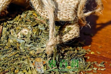 采摘头春茶的时间是什么时候?它和二春茶有什么区别?