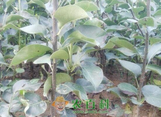 “智慧果”苹果树什么时候浇水好?浇多少合适?怎么浇?