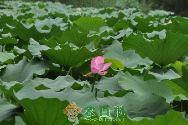 越南国花荷花种子价格大约多少钱一斤?什么时候种植、开花?怎么种?盆栽怎么养护?