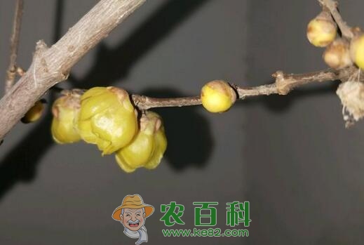 旱不死的腊梅生长在什么地方？花期几月？泡水喝有哪些功效？种子价格多少钱一斤？