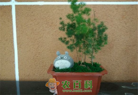 蓬莱松价格多少钱一盆？摆放在家里哪儿好？养殖需要注意啥？