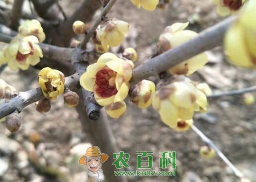 旱不死的腊梅生长在什么地方？花期几月？泡水喝有哪些功效？种子价格多少钱一斤？
