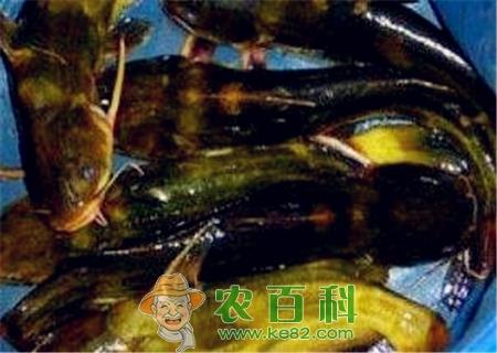 现在嘎鱼(黄颡鱼)价格多少钱一斤?怎么养殖?不适合什么人吃?