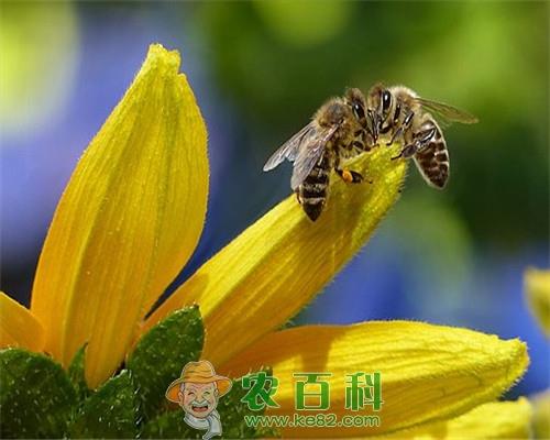 蜜蜂有刺吗?被它蜇了该怎么处理?