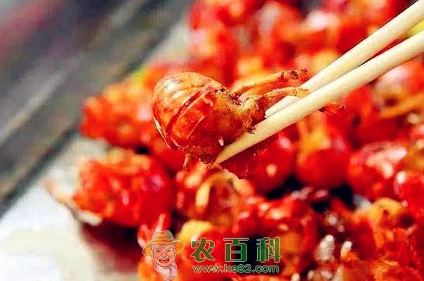 需求旺、养殖热、小龙虾才能“长”得快!
