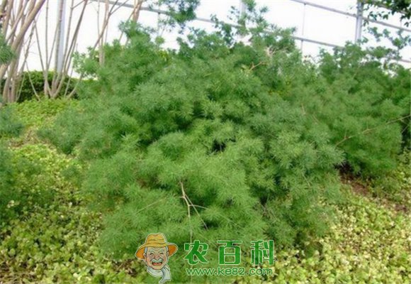 蓬莱松价格多少钱一盆？摆放在家里哪儿好？养殖需要注意啥？