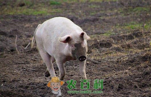 2019年七月猪价阶段性反弹概率大