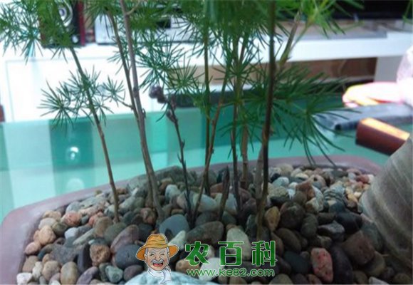 蓬莱松价格多少钱一盆？摆放在家里哪儿好？养殖需要注意啥？