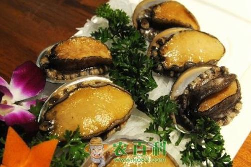 鲍鱼多少钱一斤？养殖100万头鲍鱼成本及利润如何？（附养殖方法）