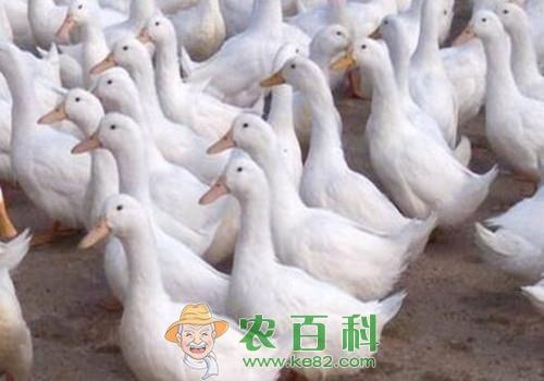 肉鸭大概多少钱一斤？养殖肉鸭赚钱吗？养3000只成本与利润如何？