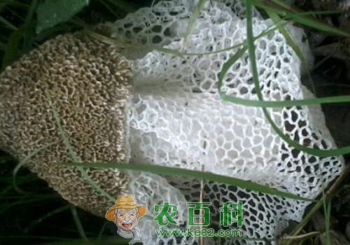 市场上的干竹荪价格多少钱一斤?怎么处理?做法有哪些?