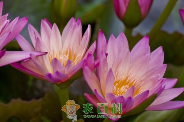 越南国花荷花种子价格大约多少钱一斤?什么时候种植、开花?怎么种?盆栽怎么养护?