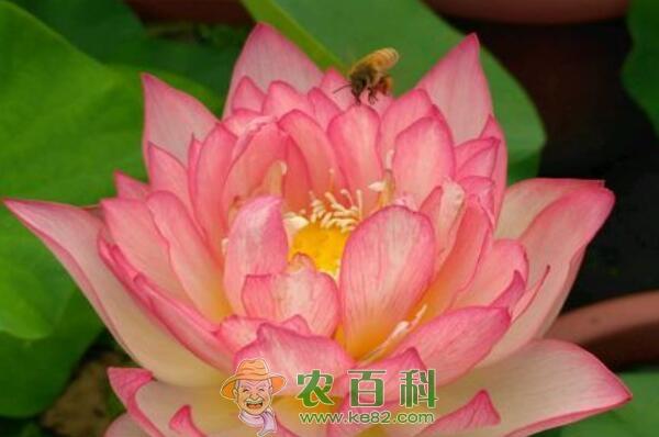 碗莲和睡莲的区别是什么?什么时候种合适?种子价格多少钱一斤?(附水培方法)