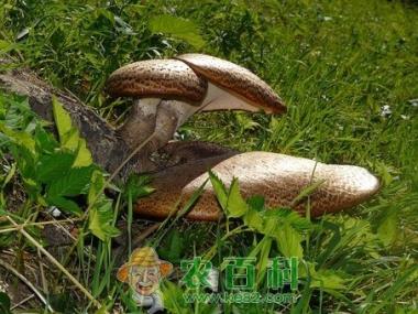 多孔菌科猪苓产自哪里?种子大概多少钱一斤?一亩地大约需要多少种子?怎么播种?