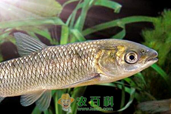 草鱼养殖成本和利润怎么样?一年能长多少斤?怎么养长得快?
