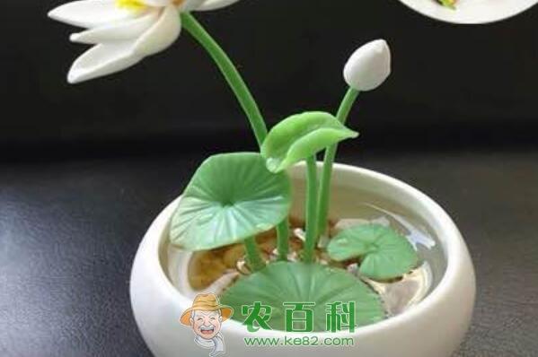 碗莲和睡莲的区别是什么?什么时候种合适?种子价格多少钱一斤?(附水培方法)