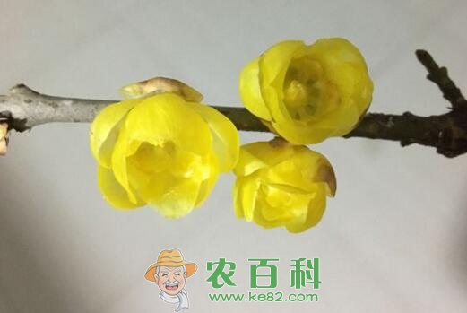 旱不死的腊梅生长在什么地方？花期几月？泡水喝有哪些功效？种子价格多少钱一斤？