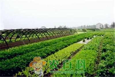 大学生打造无公害蔬菜基地——销售额达1000万