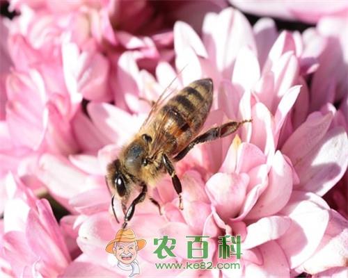 蜜蜂有刺吗?被它蜇了该怎么处理?