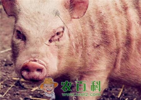 养殖10头母猪一年利润大概有多少?政府补贴多少钱?最高2000块钱!