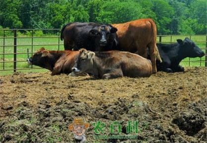 小肉牛一般多少钱一头？应该怎样饲养？冬季需要注意些什么？