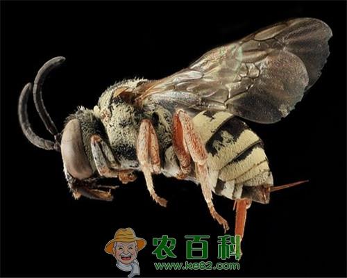 蜜蜂有刺吗?被它蜇了该怎么处理?