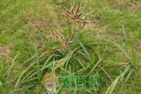 玉米、花生、大豆地香附子用什么除草剂？