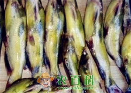 现在嘎鱼(黄颡鱼)价格多少钱一斤?怎么养殖?不适合什么人吃?