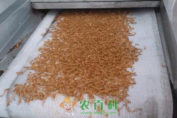 黄粉虫价格多少钱一斤?养黄粉虫赚钱吗?附养殖成本及利润分析