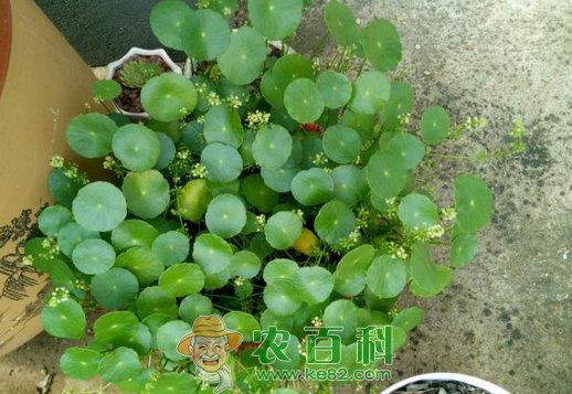 铜钱草多少钱一盆？叶子发黄怎么办？