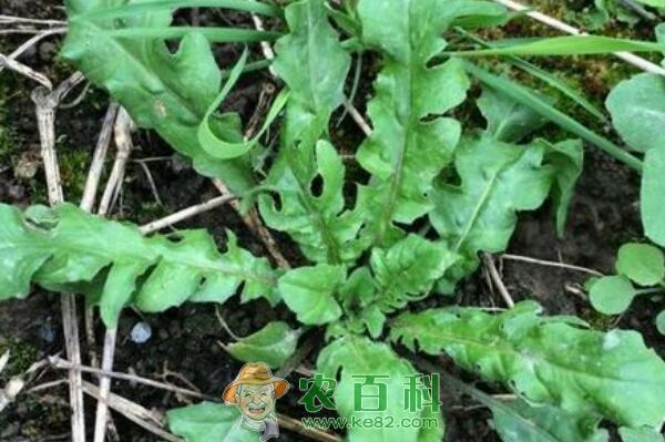 田间野菜荠菜和茼蒿有什么区别？怎么吃？是发物吗？