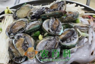 鲍鱼多少钱一斤?鲍鱼行情预测及市场前景分析