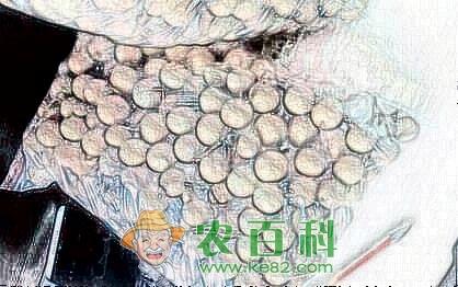 我国龙眼需肥特点以及丰产施肥技术、时间