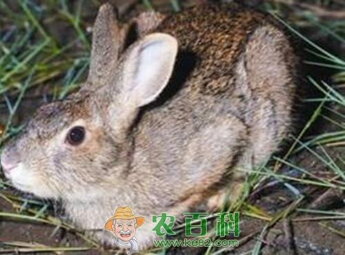 养野兔赚钱吗?多少钱一只?养殖100只成本及利润如何?发展前景怎样?